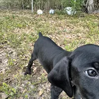 Red male, a male Doberman Pinscher for sale in Miami Beach, FL – Photo 2 of 6