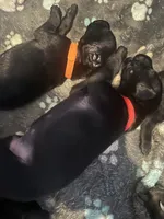 Red male, a male Doberman Pinscher for sale in Miami Beach, FL – Photo 4 of 4