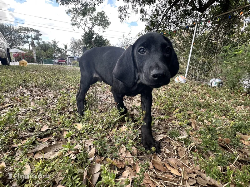 Red male – Doberman Pinscher puppy for sale in Miami Beach, FL