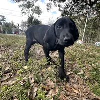 Red male, a male Doberman Pinscher for sale in Miami Beach, FL – Photo 1 of 6