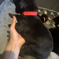 Red male, a male Doberman Pinscher for sale in Miami Beach, FL – Photo 6 of 6