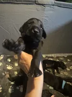 Red male, a male Doberman Pinscher for sale in Miami Beach, FL – Photo 2 of 4