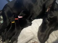 Red male, a male Doberman Pinscher for sale in Miami Beach, FL – Photo 3 of 4