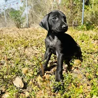 Orange female, a female Doberman Pinscher for sale in Miami Beach, FL – Photo 2 of 5