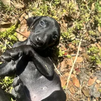 Orange female, a female Doberman Pinscher for sale in Miami Beach, FL – Photo 1 of 5