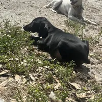 Orange female, a female Doberman Pinscher for sale in Miami Beach, FL – Photo 4 of 5