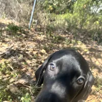 Orange female, a female Doberman Pinscher for sale in Miami Beach, FL – Photo 3 of 5