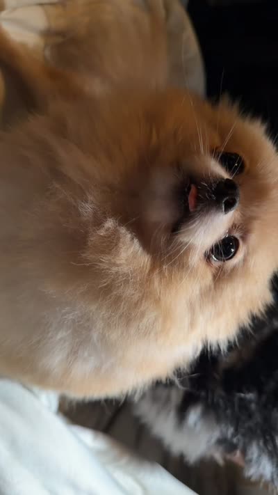 Teacup Jasmine , a female Pomeranian for sale in Miami Beach, FL – 4 of 5