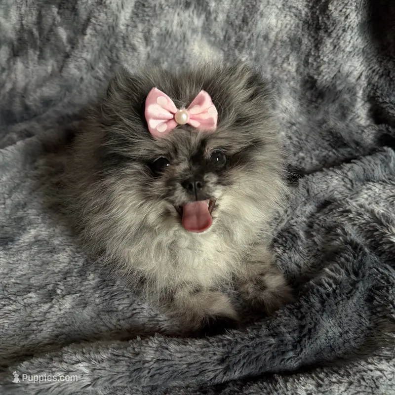 Lilly  – Pomeranian puppy for sale in Miami Beach, FL