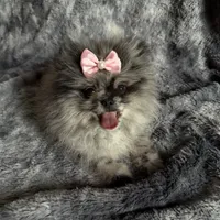 Lilly , a female Pomeranian for sale in Miami Beach, FL – 1 of 3
