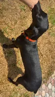 Puppy sale for Orange female, a female Doberman Pinscher for sale in Miami Beach, FL – 3 of 6