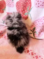 Teacup Jasmine , a female Pomeranian for sale in Miami Beach, FL – 3 of 4