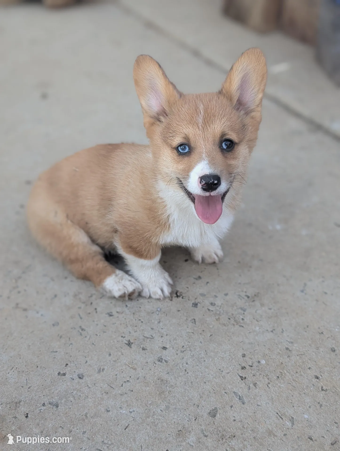 Cheddar – Pembroke Welsh Corgi puppy for sale in Moss, TN