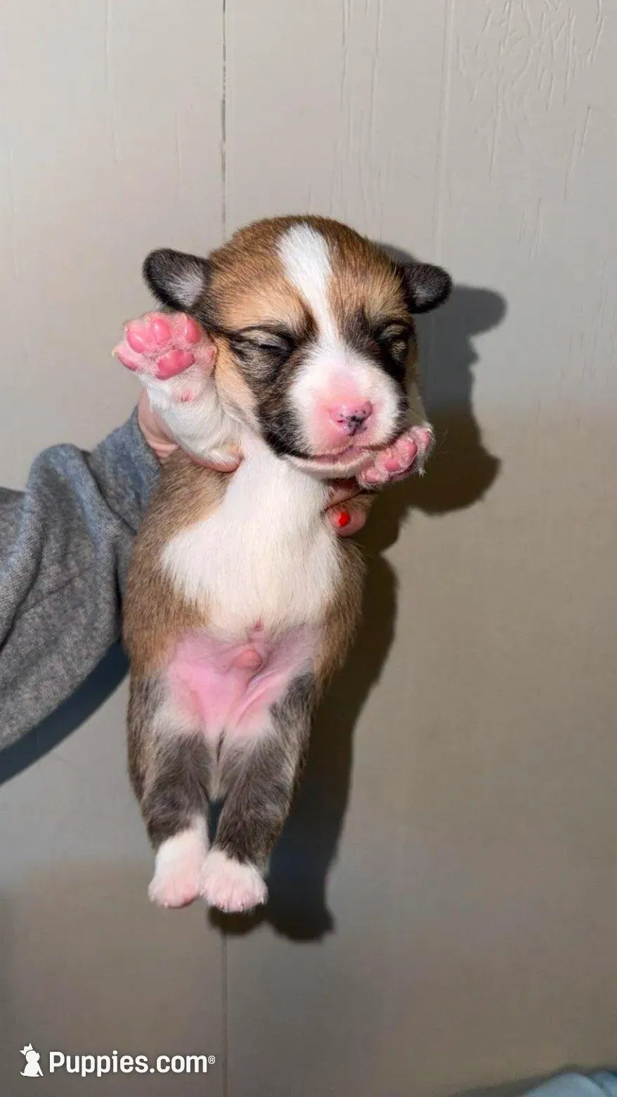 Boy 2, a male Pembroke Welsh Corgi for sale in Moss, TN – 3 of 3