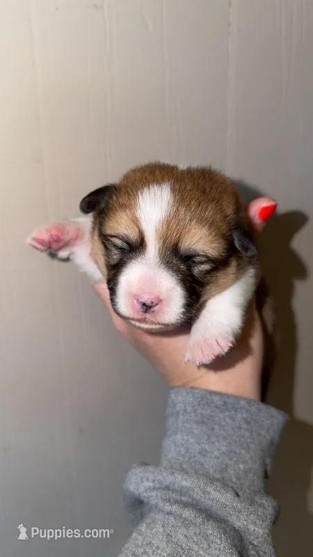 Boy 2, a male Pembroke Welsh Corgi for sale in Moss, TN – 1 of 3
