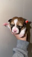 Boy 2, a male Pembroke Welsh Corgi for sale in Moss, TN – 1 of 3