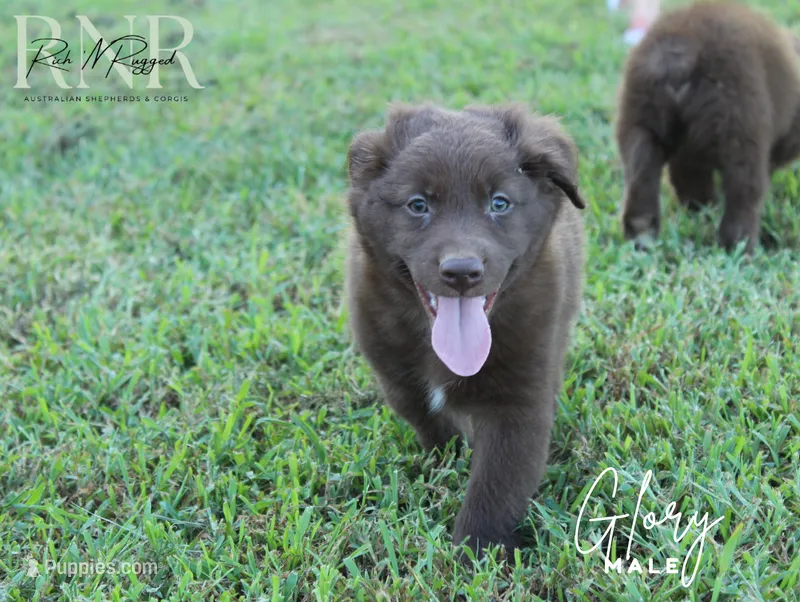 Glory – Australian Shepherd puppy for sale in Moss, TN
