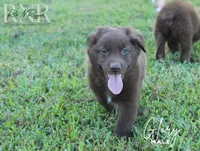 Glory, a male Australian Shepherd for sale in Moss, TN – 2 of 7