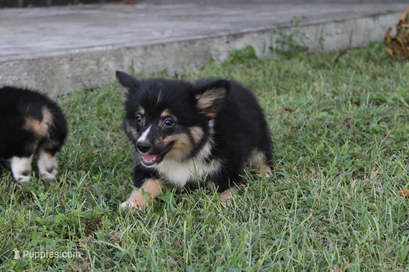 Rocket – Pembroke Welsh Corgi puppy for sale in Moss, TN