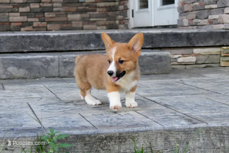 Roman  – Pembroke Welsh Corgi puppy for sale in Moss, TN