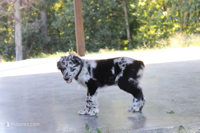 Valor – Australian Shepherd puppy for sale in Moss, TN