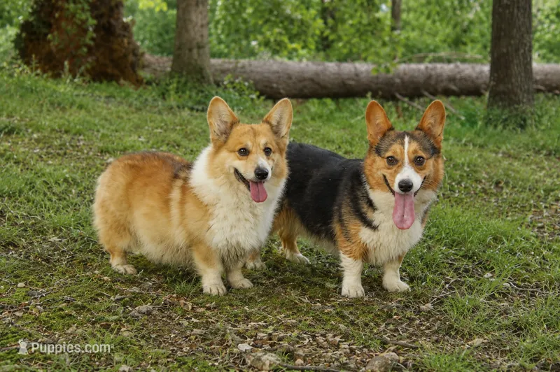 Darla & Toasty  – Pembroke Welsh Corgi puppy for sale in Moss, TN