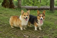 Darla & Toasty , a  Pembroke Welsh Corgi for sale in Moss, TN – 1 of 1