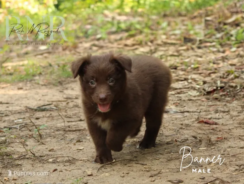Banner – Australian Shepherd puppy for sale in Moss, TN