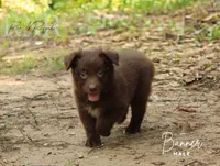 Banner, a male Australian Shepherd for sale in Moss, TN – 1 of 5