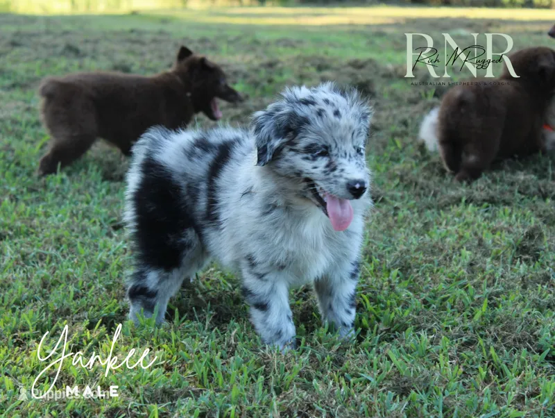 Yankee  – Australian Shepherd puppy for sale in Moss, TN