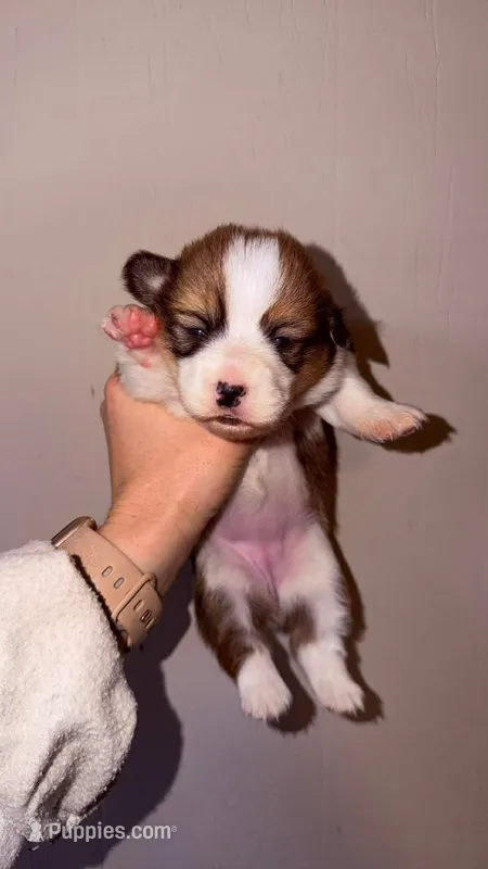 Girl – Pembroke Welsh Corgi puppy for sale in Moss, TN