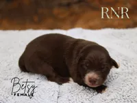 Betsy, a female Australian Shepherd for sale in Moss, TN – 1 of 1