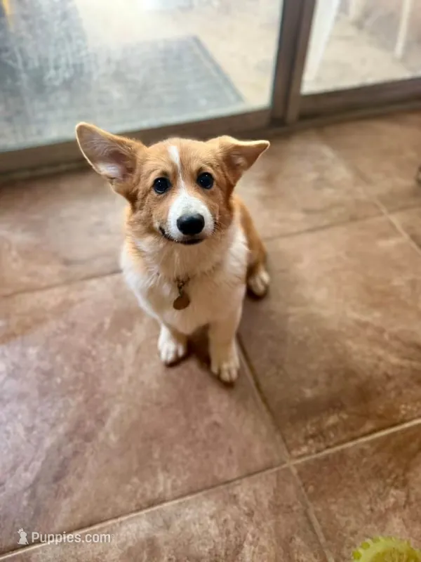 Boy 2 – Pembroke Welsh Corgi puppy for sale in Moss, TN