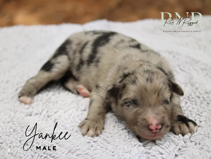 Yankee  – Australian Shepherd puppy for sale in Moss, TN