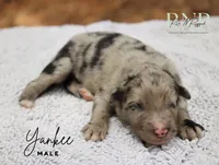 Yankee , a male Australian Shepherd for sale in Moss, TN – 1 of 1