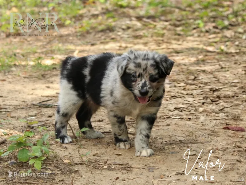 Valor – Australian Shepherd puppy for sale in Moss, TN