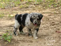 Valor, a male Australian Shepherd for sale in Moss, TN – 1 of 5