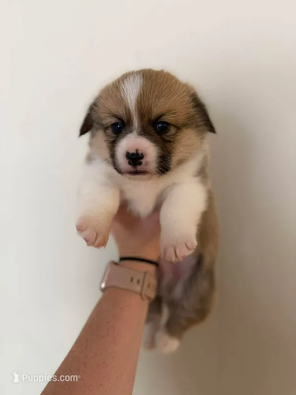 Boy 2 – Pembroke Welsh Corgi puppy for sale in Moss, TN