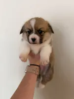 Boy 2, a male Pembroke Welsh Corgi for sale in Moss, TN – 3 of 8