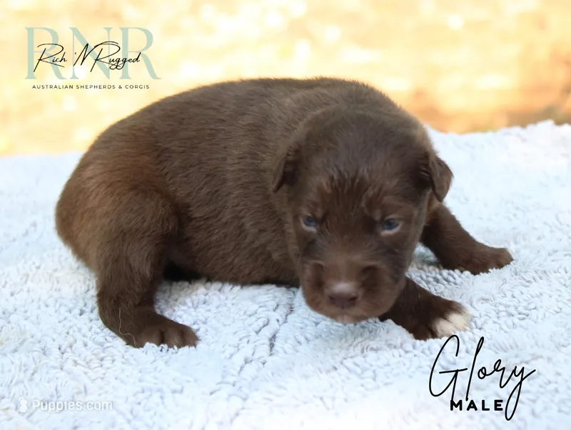 Glory – Australian Shepherd puppy for sale in Moss, TN