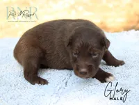 Glory, a male Australian Shepherd for sale in Moss, TN – 4 of 5