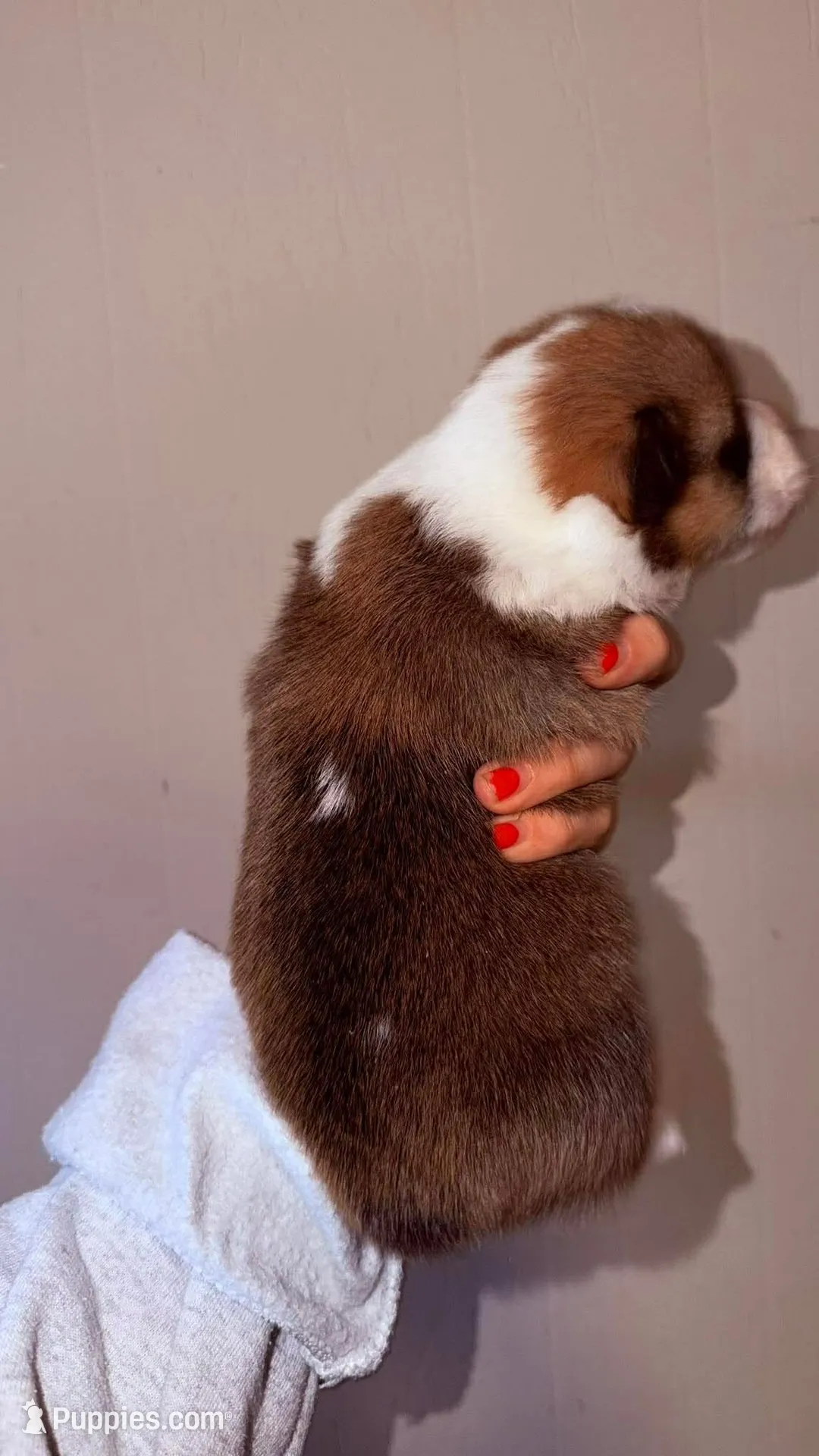 Girl, a female Pembroke Welsh Corgi for sale in Moss, TN – 3 of 8