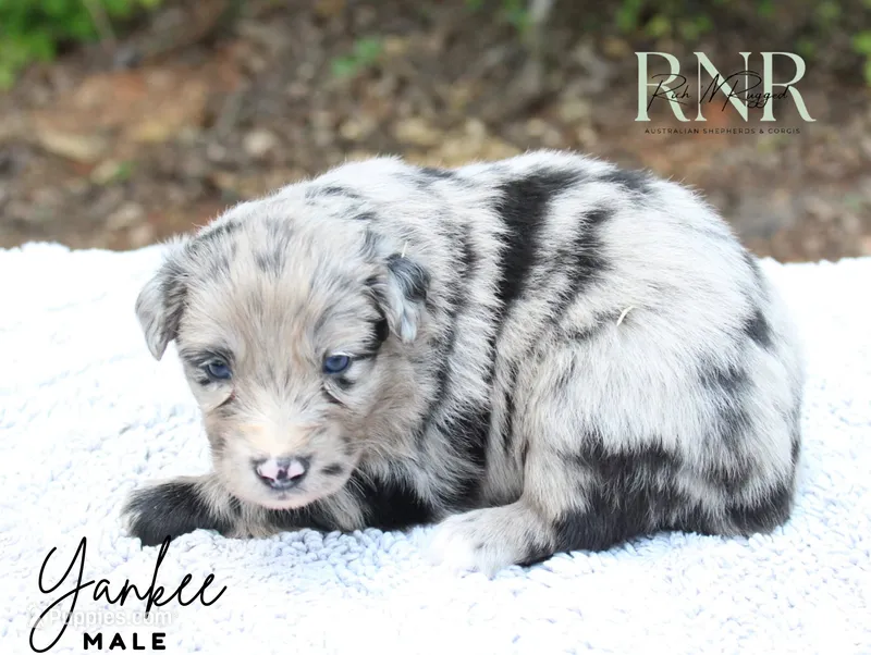 Yankee  – Australian Shepherd puppy for sale in Moss, TN