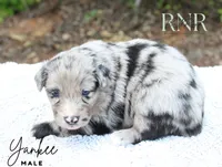 Yankee , a male Australian Shepherd for sale in Moss, TN – 3 of 5