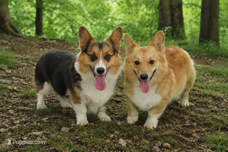 Dory & Gator litter – Pembroke Welsh Corgi puppy for sale in Moss, TN