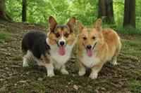 Dory & Gator litter, a  Pembroke Welsh Corgi for sale in Moss, TN – 1 of 1