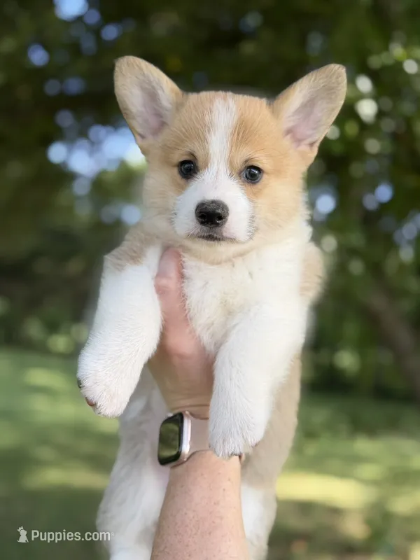 Boy 1 – Pembroke Welsh Corgi puppy for sale in Moss, TN