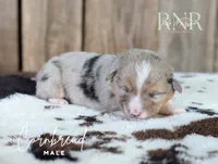 Cornbread, a male Cardigan Welsh Corgi and Pembroke Welsh Corgi for sale in Moss, TN – Photo 2 of 5