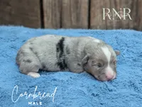 Cornbread, a male Cardigan Welsh Corgi and Pembroke Welsh Corgi for sale in Moss, TN – Photo 3 of 5