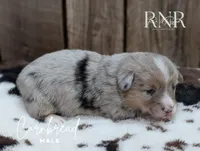 Cornbread, a male Cardigan Welsh Corgi and Pembroke Welsh Corgi for sale in Moss, TN – Photo 5 of 5